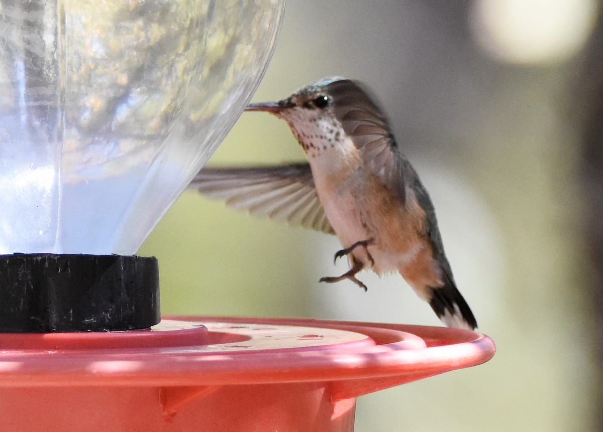 Calliope Hummingbird - ML341219161