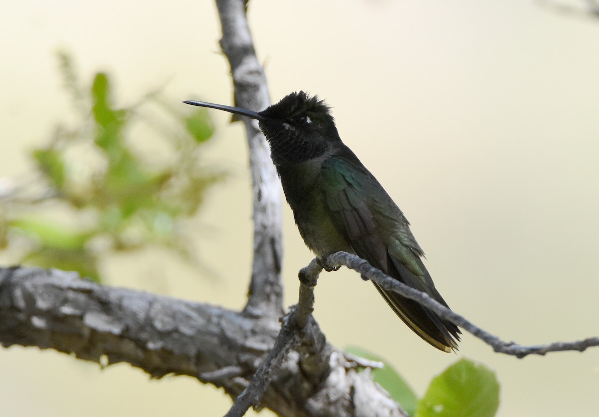 Colibrí Magnífico - ML341219361