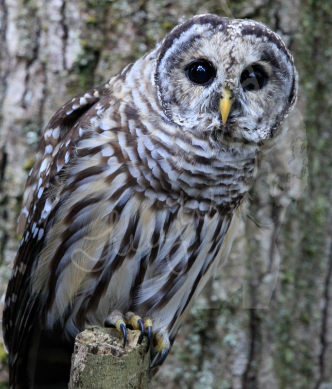 Barred Owl - ML34121981