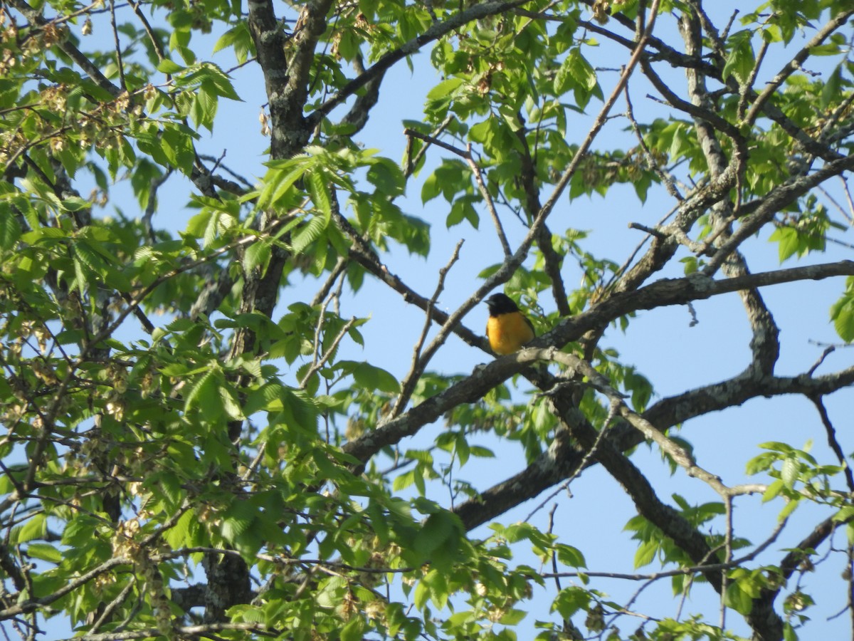 Baltimore Oriole - ML341220201