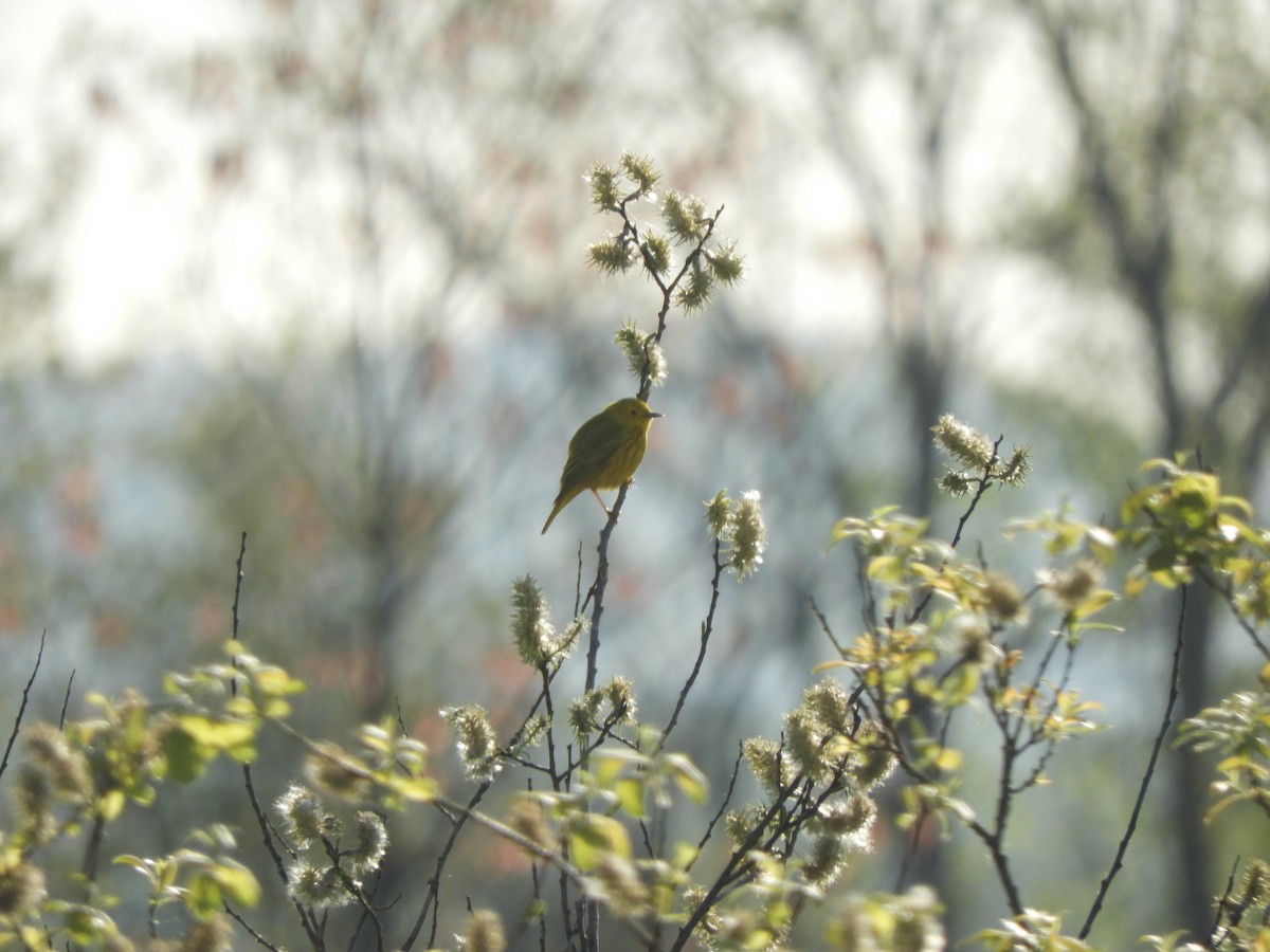 Yellow Warbler - ML341220281