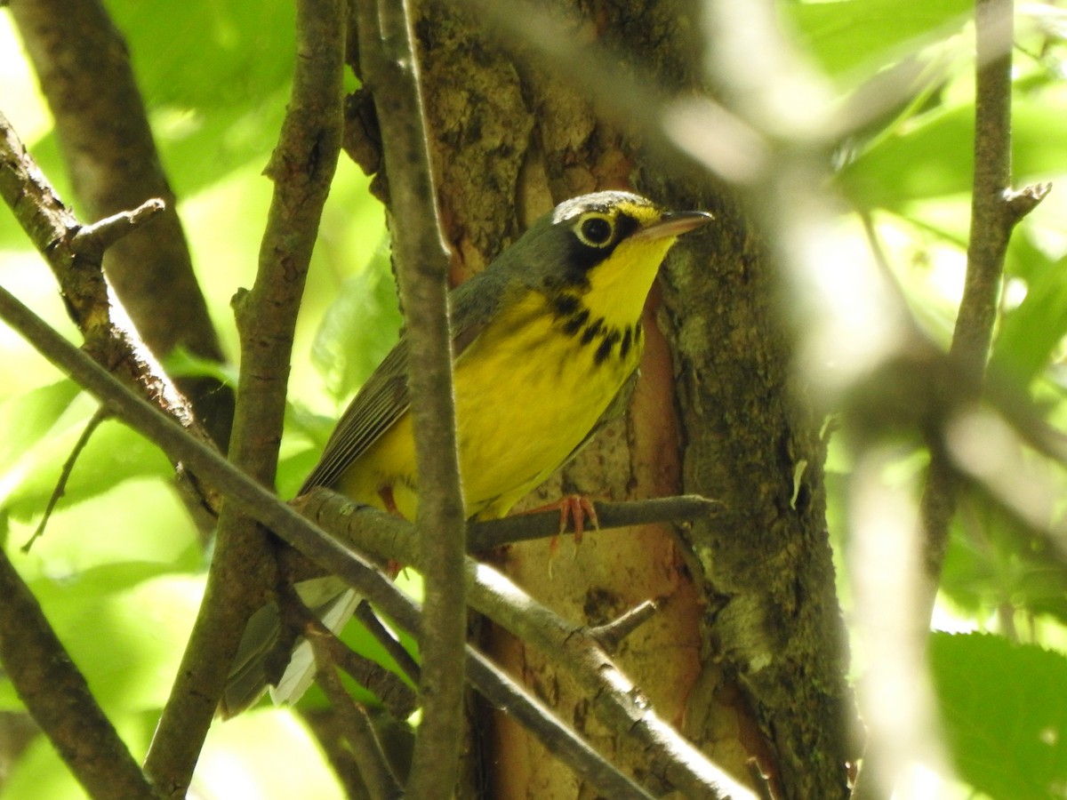 Canada Warbler - ML341220561