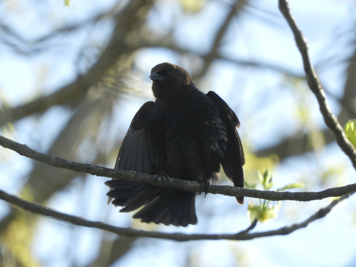 Brown-headed Cowbird - ML341220611