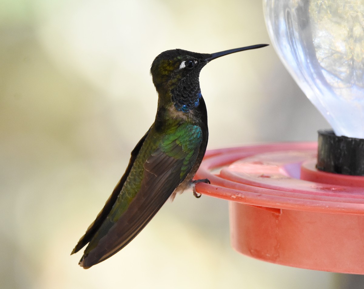 Rivoli's Hummingbird - Erik Johnson