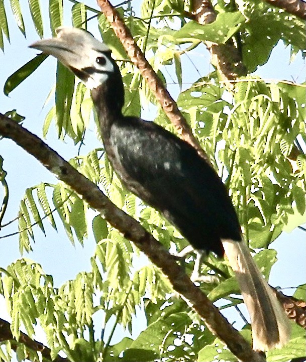 Cálao de Palawan - ML341220771