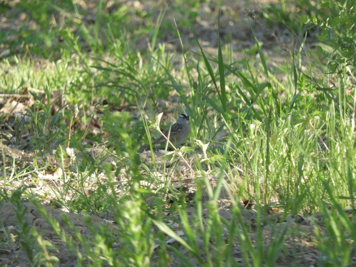 White-crowned Sparrow - ML341220811