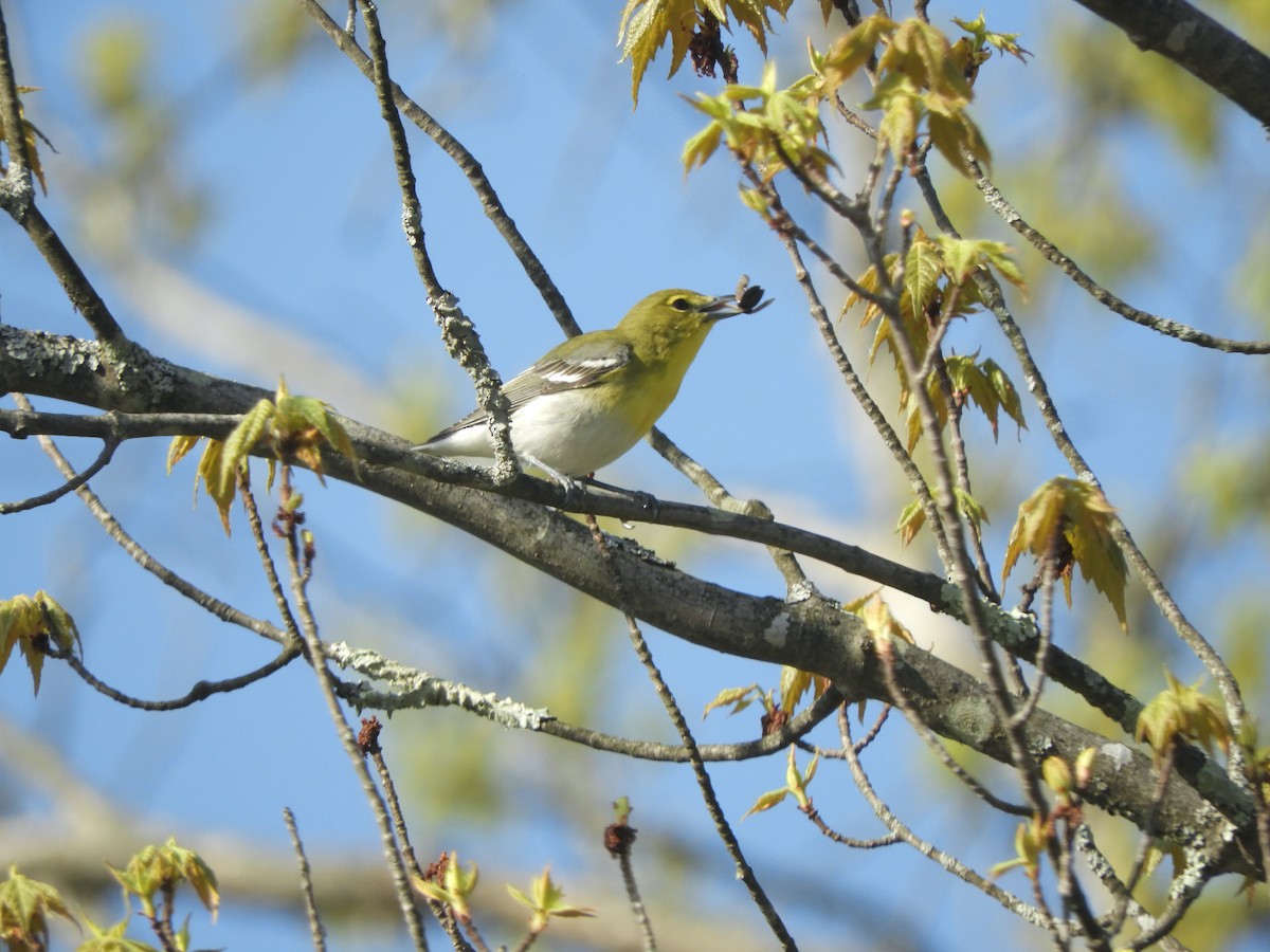 Sarı Gerdanlı Vireo - ML341221121