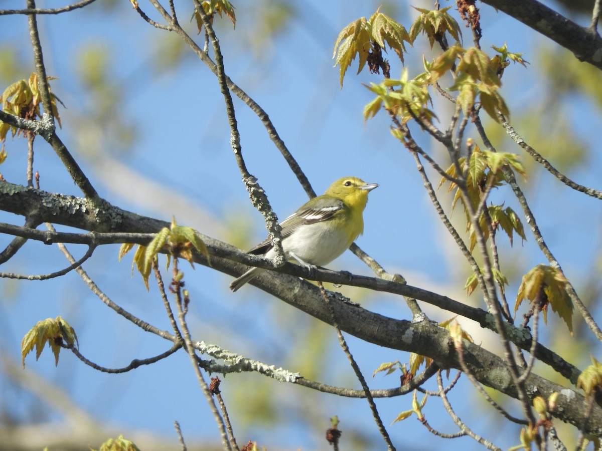 Yellow-throated Vireo - John McKay