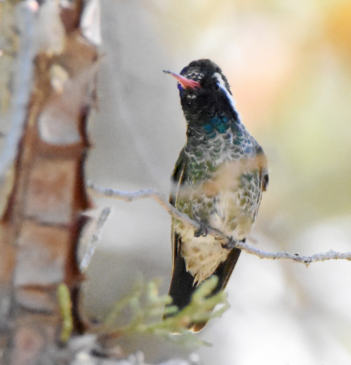 Colibrí Orejiblanco - ML341221521