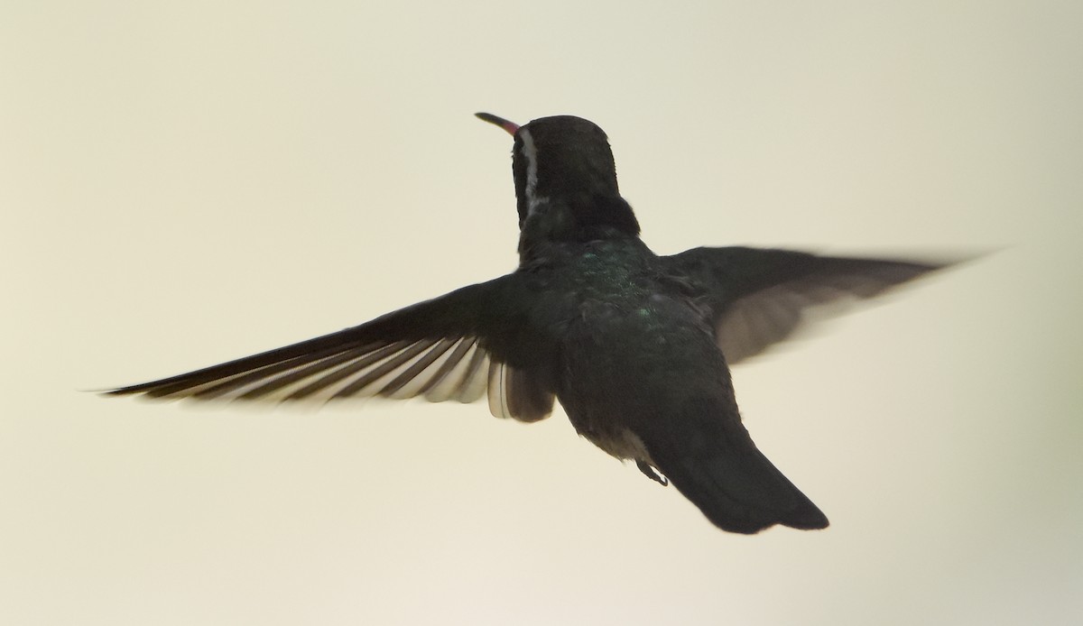 White-eared Hummingbird - ML341221581