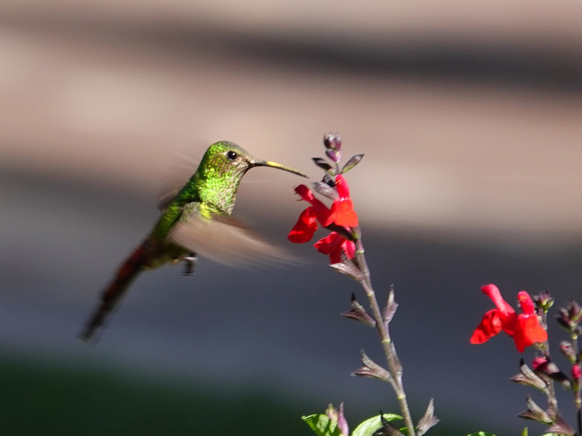 Red-tailed Comet - ML341221731