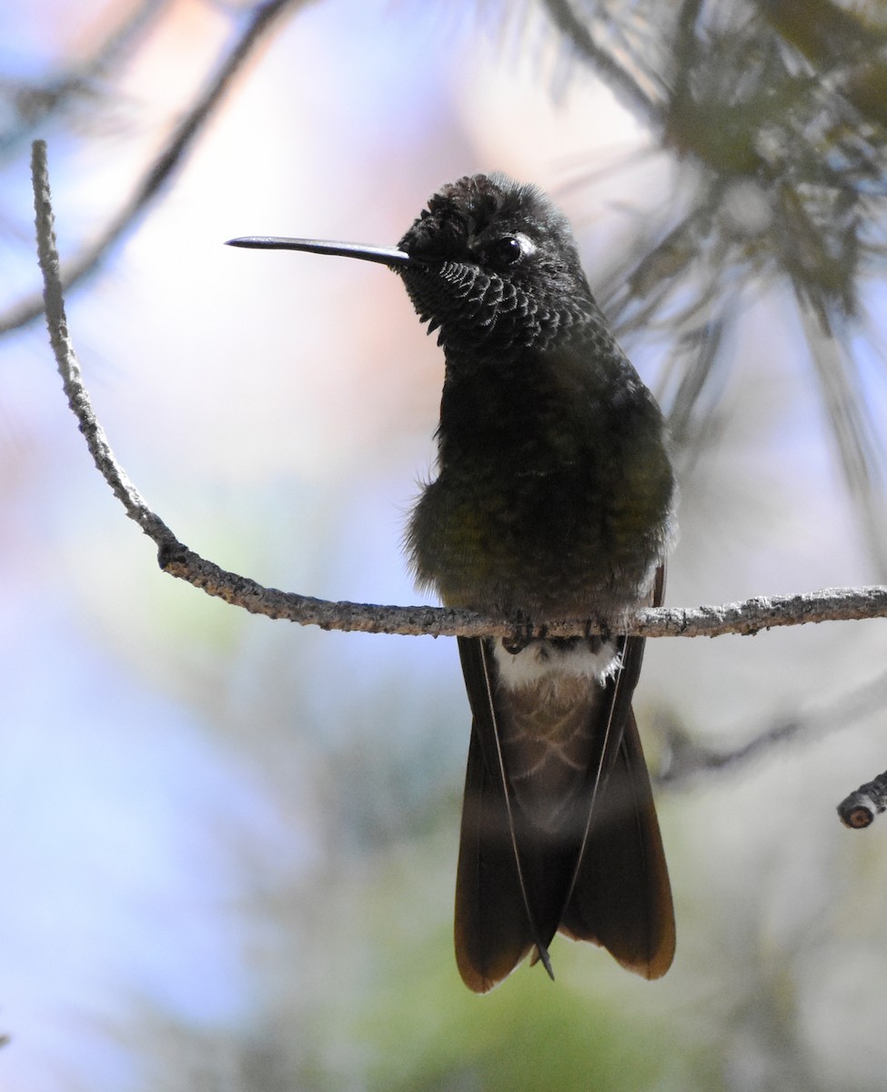 Rivoli's Hummingbird - ML341221801