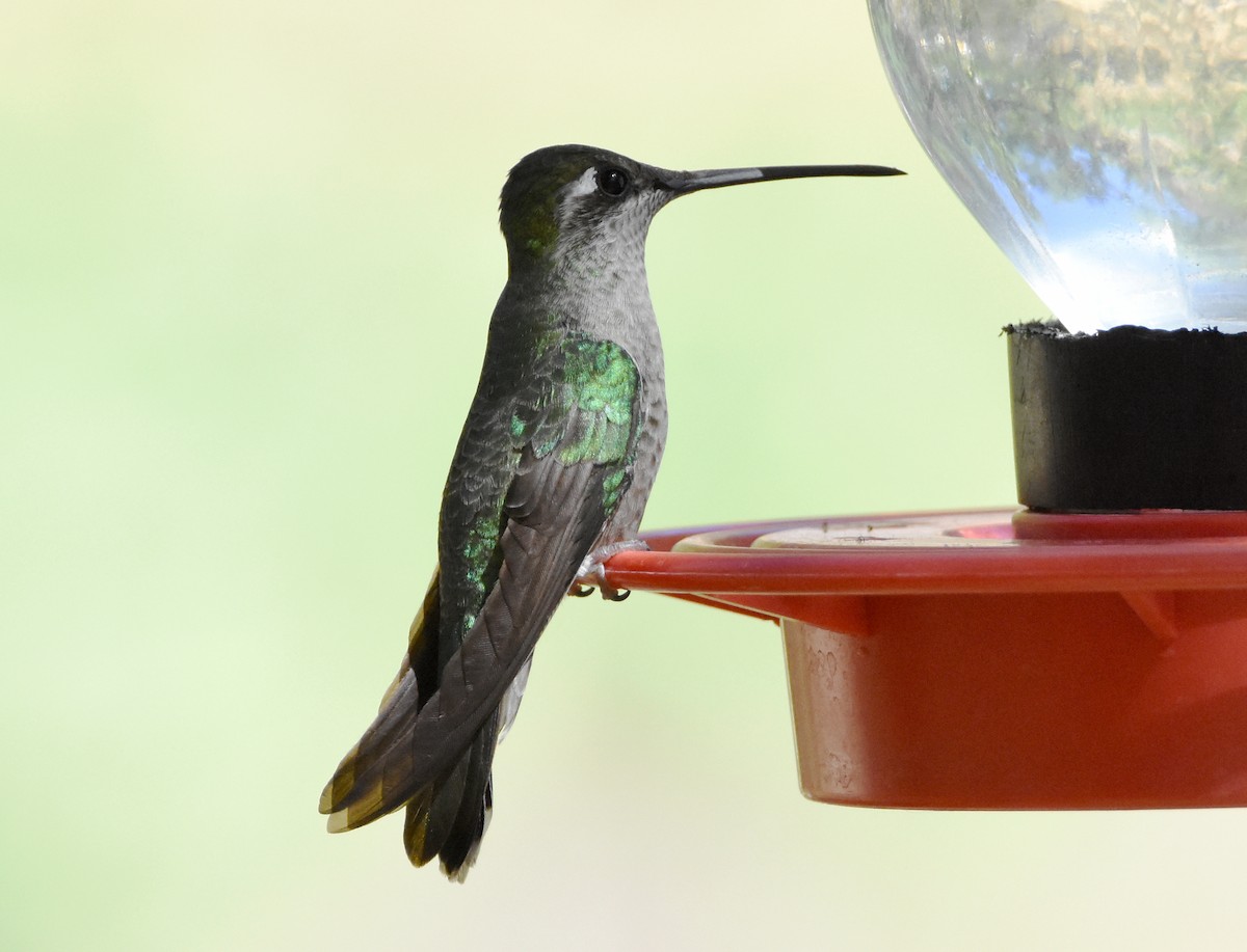 Rivoli's Hummingbird - Erik Johnson