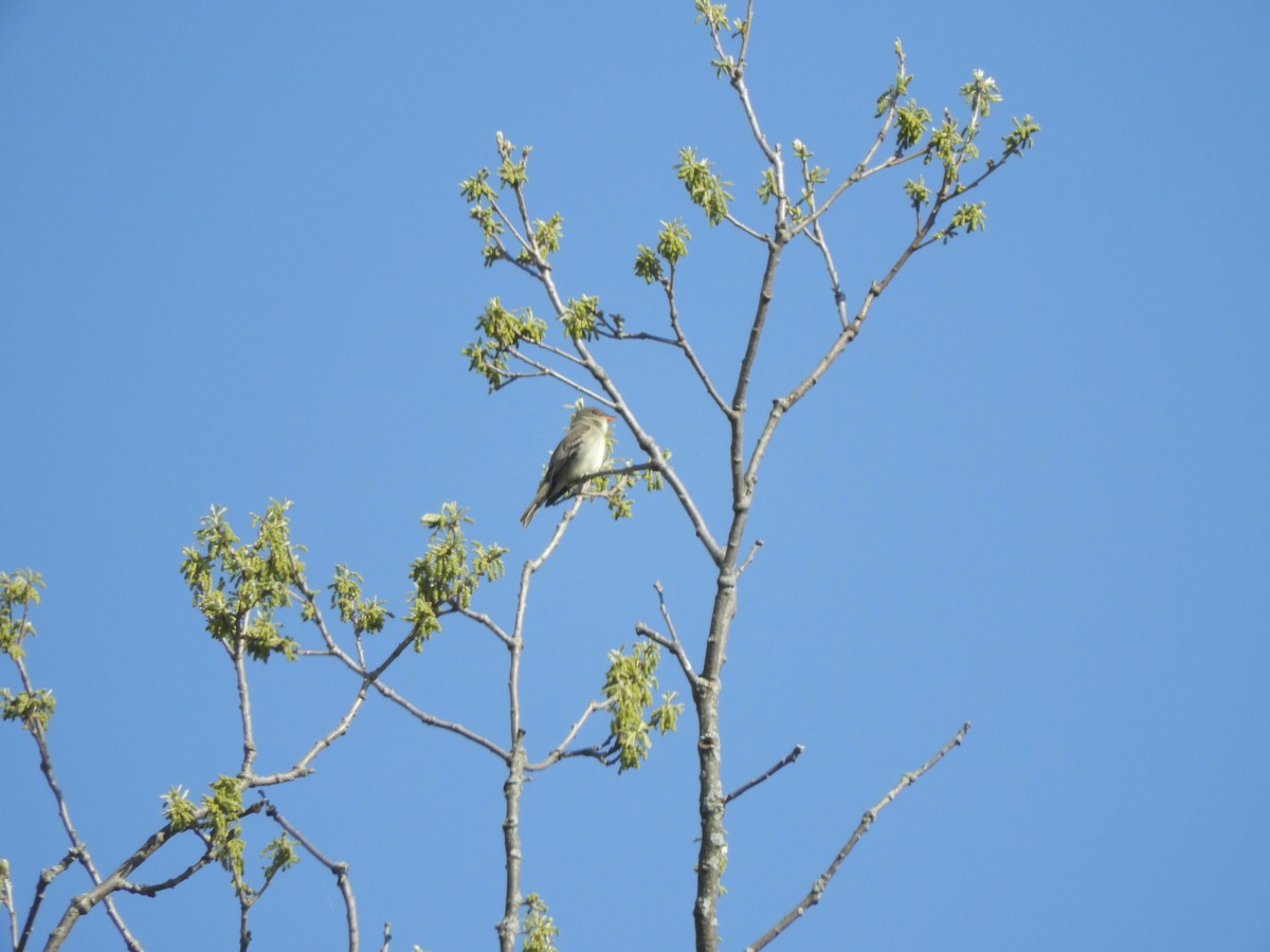 Eastern Wood-Pewee - ML341222341