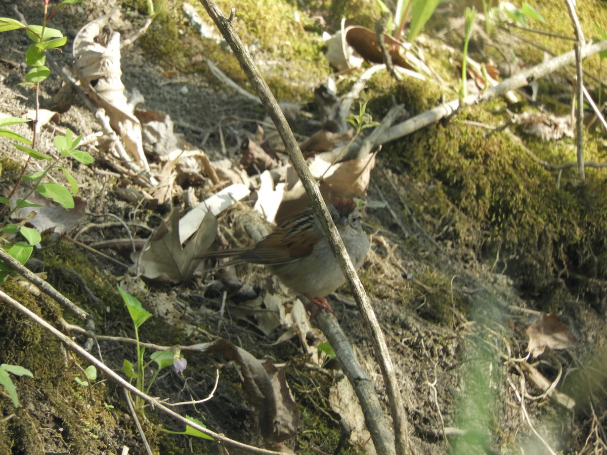 Swamp Sparrow - ML341222511