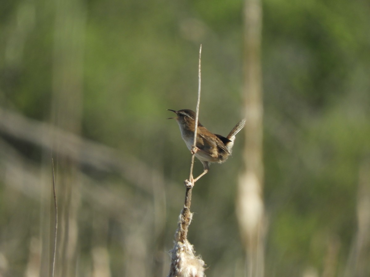 Marsh Wren - ML341222661