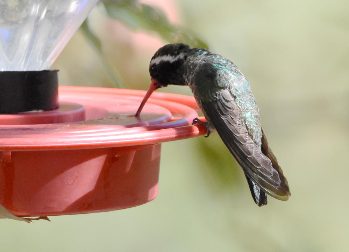 White-eared Hummingbird - ML341222681