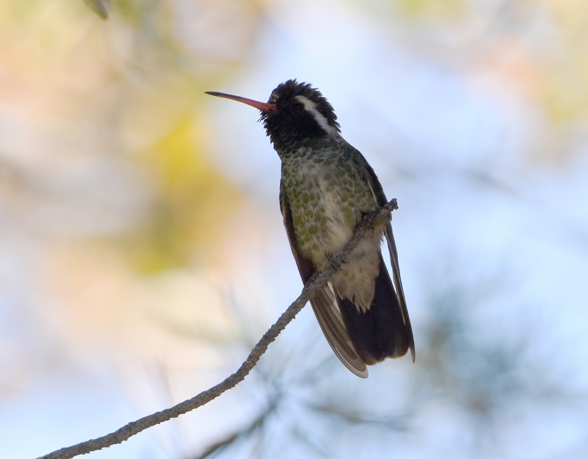 Colibrí Orejiblanco - ML341222861