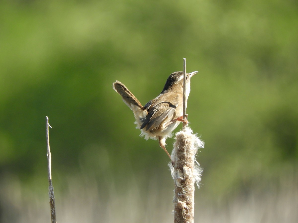 Marsh Wren - ML341222891