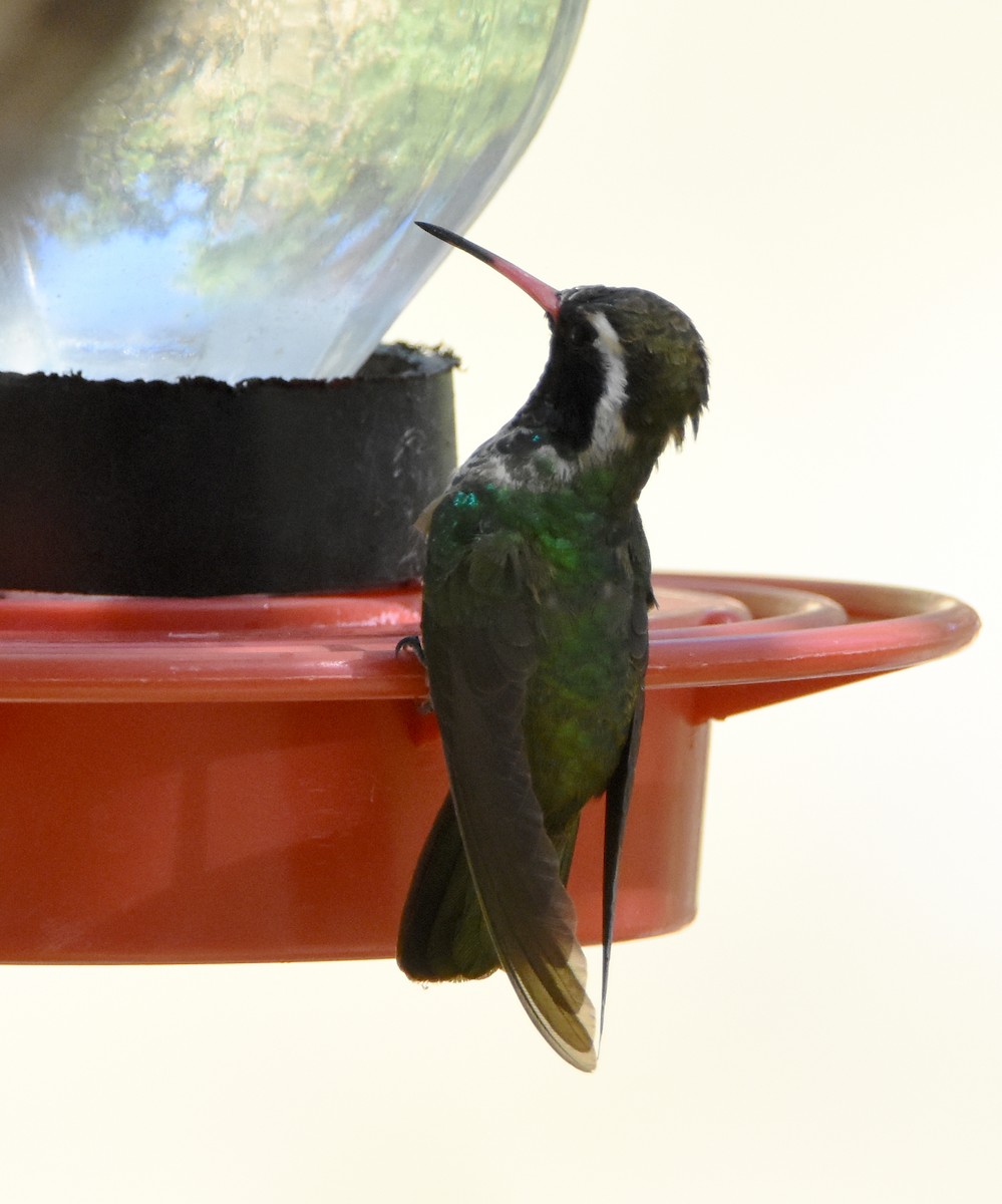 White-eared Hummingbird - Erik Johnson