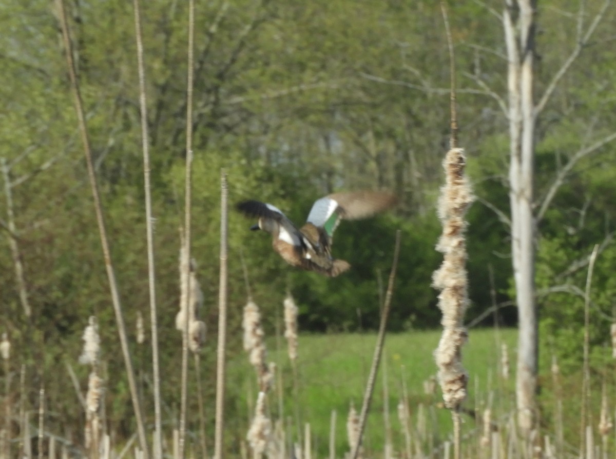 Blue-winged Teal - ML341223131