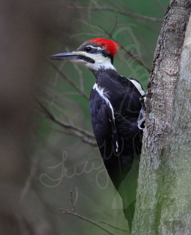 Pileated Woodpecker - ML34122331