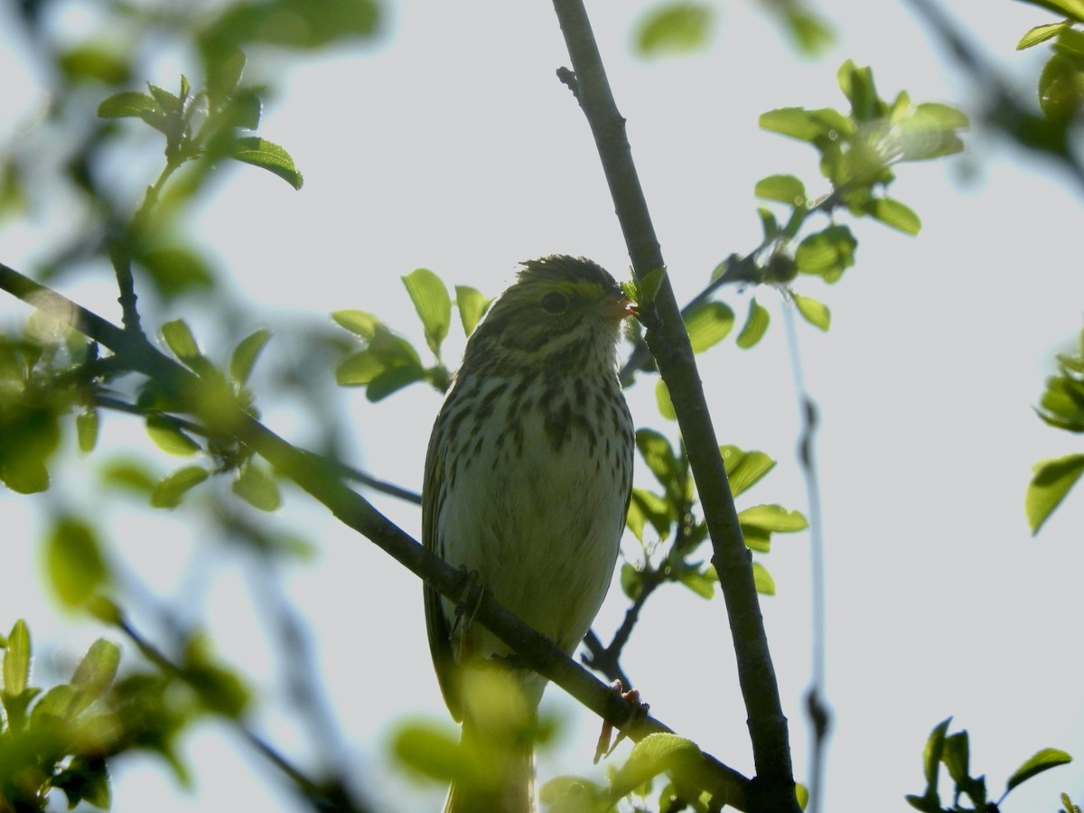 Savannah Sparrow - ML341223471