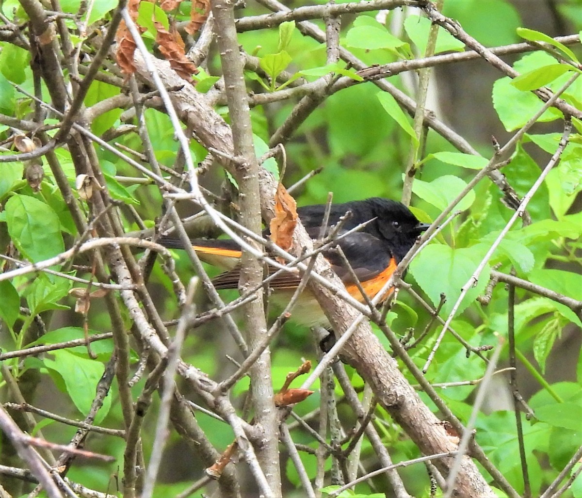 American Redstart - ML341223481