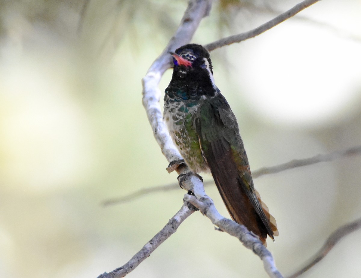 Colibrí Orejiblanco - ML341223521