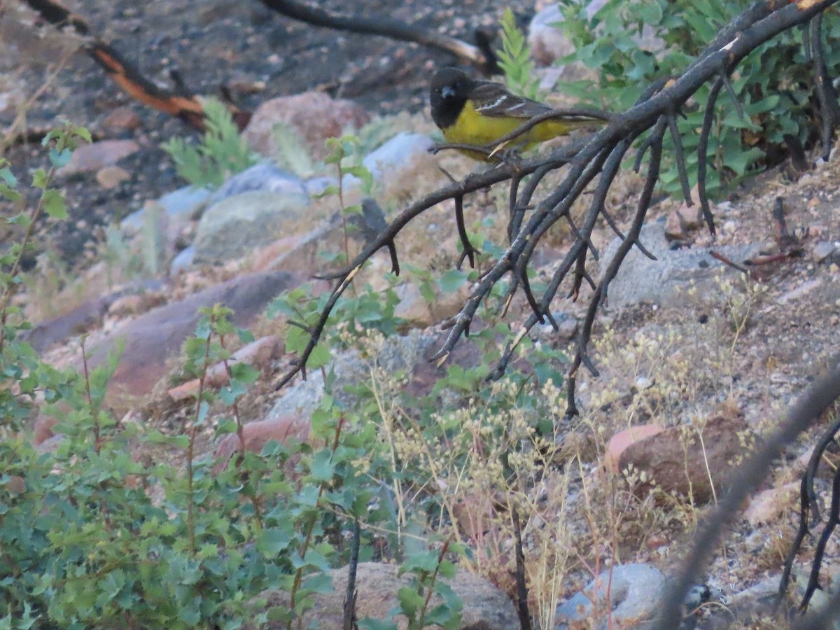 Oriole jaune-verdâtre - ML341223701