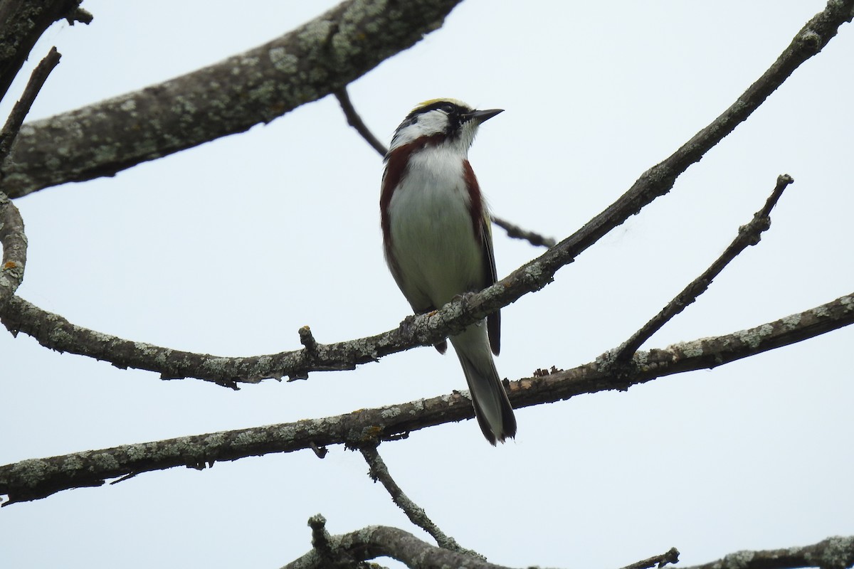 Chestnut-sided Warbler - ML341223891
