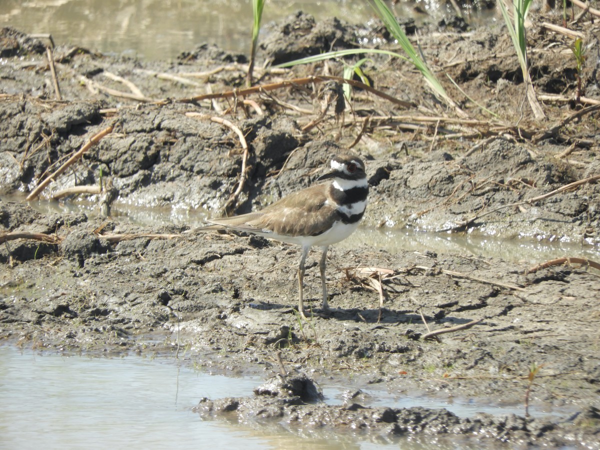 Killdeer - ML341223961