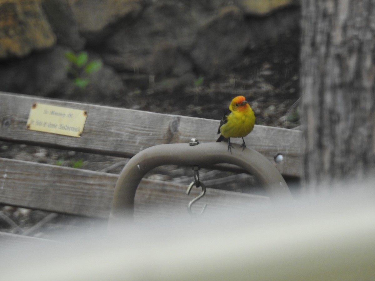 Western Tanager - David Lindee