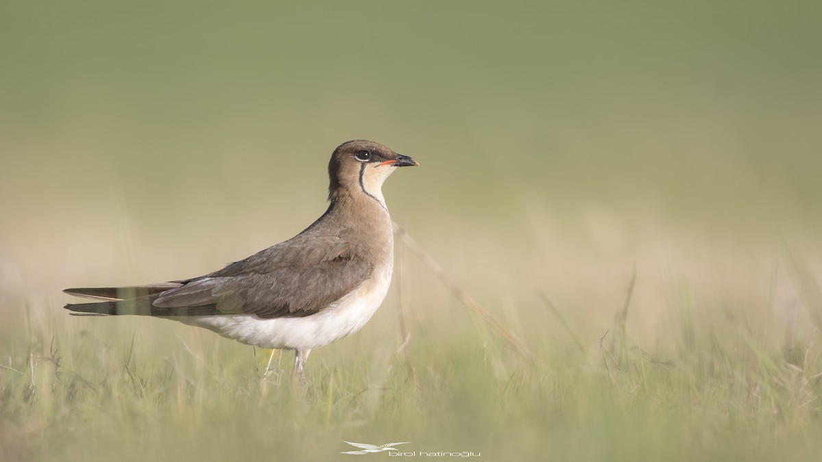 Black-winged Pratincole - ML341227481