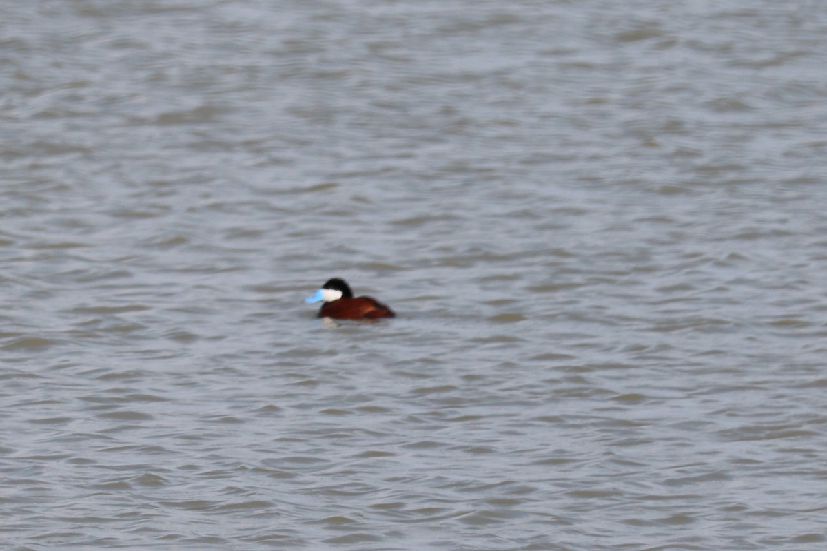 Ruddy Duck - ML341227691