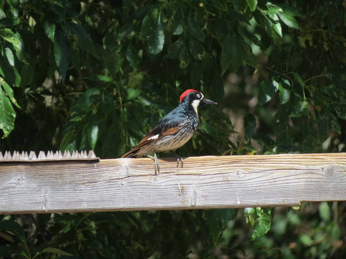 Acorn Woodpecker - ML341227891