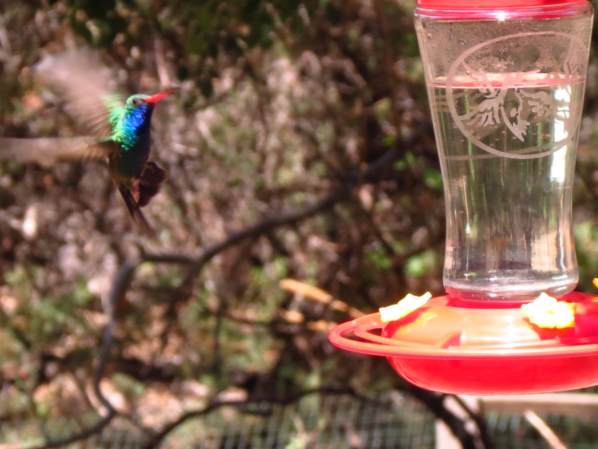 Broad-billed Hummingbird - ML341228441