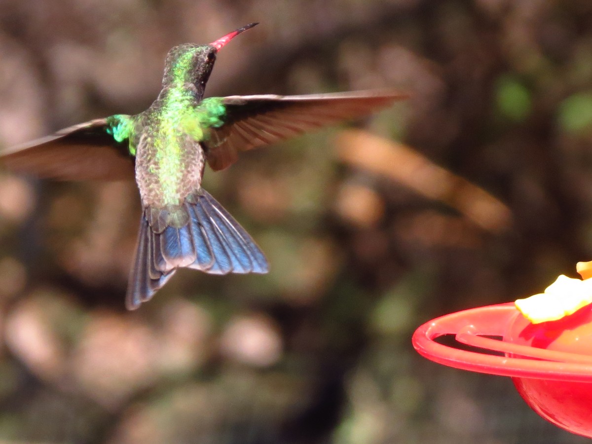 Broad-billed Hummingbird - ML341228841