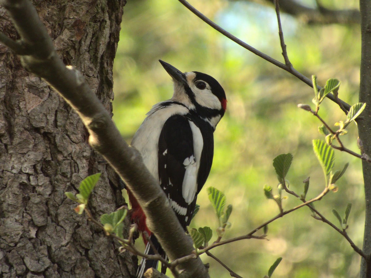 Great Spotted Woodpecker - Benjamin Douthwaite