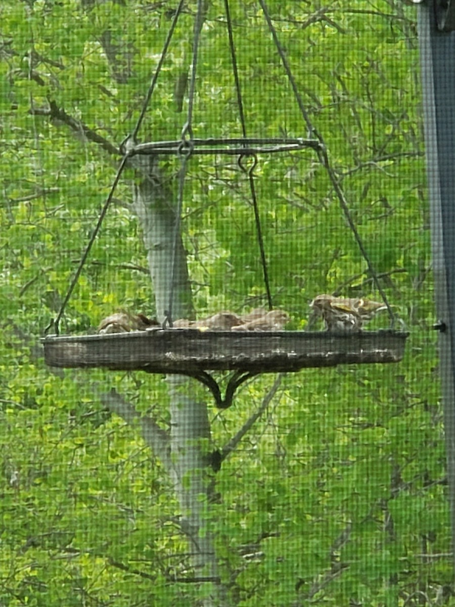 Pine Siskin - Mary Magistro