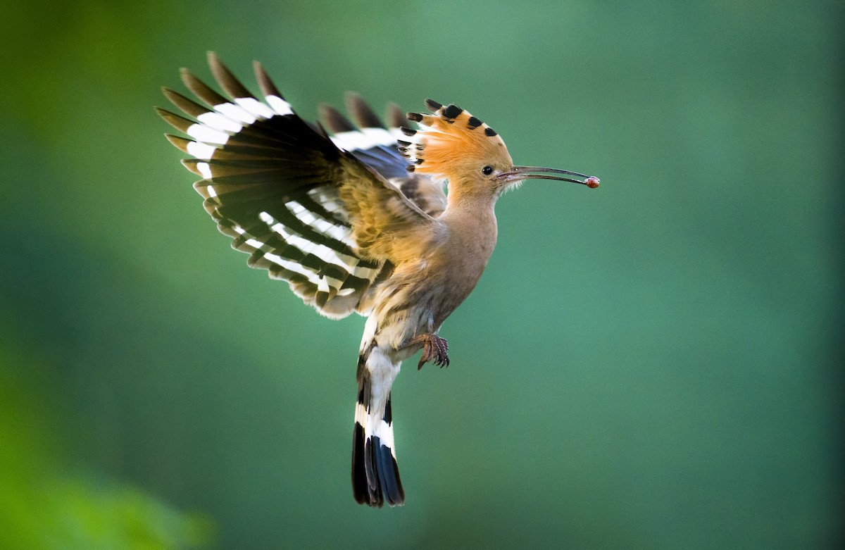 Common Hoopoe - Alper Tüydeş