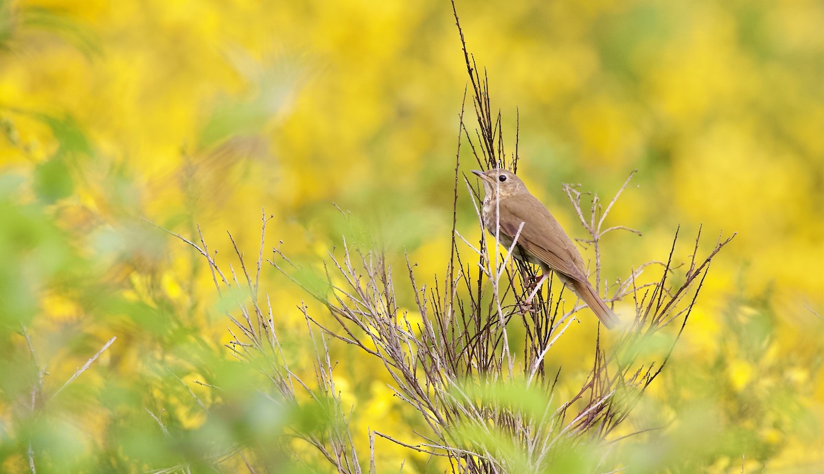 Swainson's Thrush - ML341236501