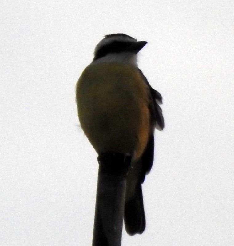 Social Flycatcher - ML341238981