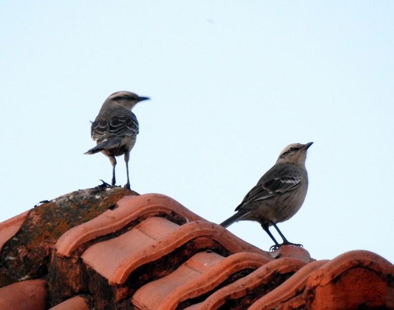 Chalk-browed Mockingbird - ML341239131