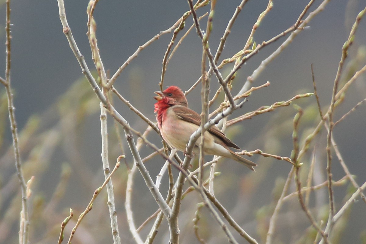 Common Rosefinch - ML341239611