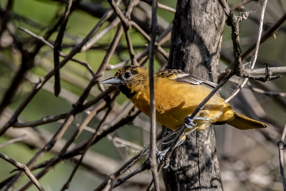 Baltimore Oriole - ML341239901