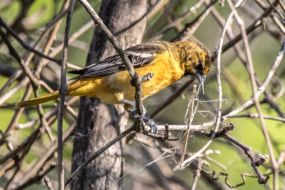 Baltimore Oriole - ML341239961