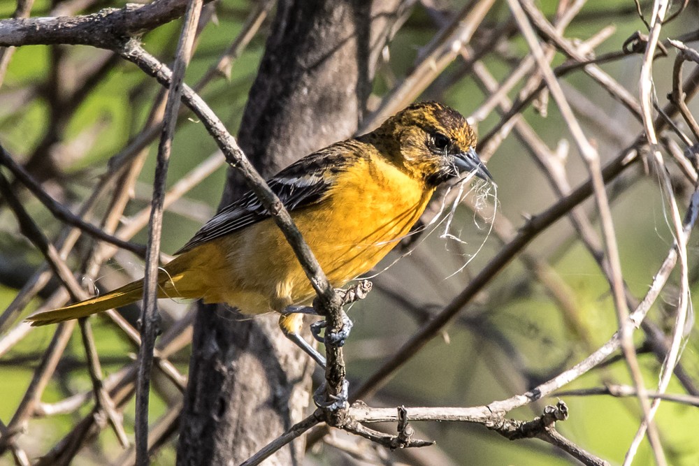 Baltimore Oriole - ML341239981