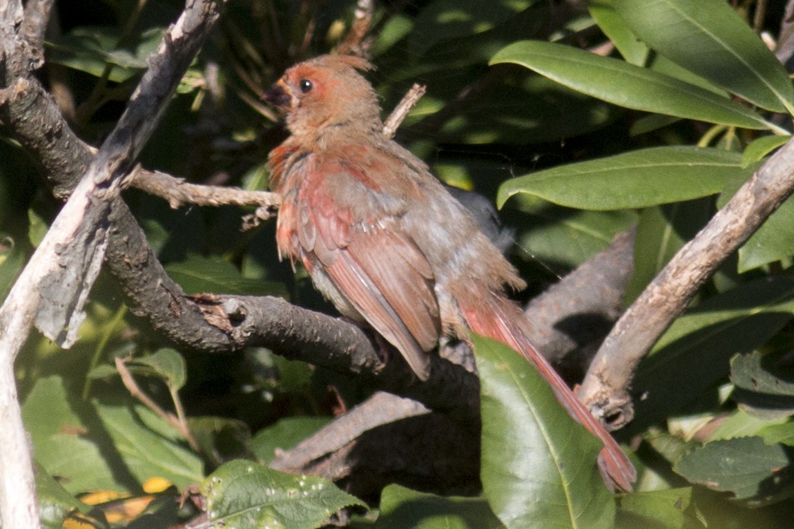 Cardinal rouge - ML34124301