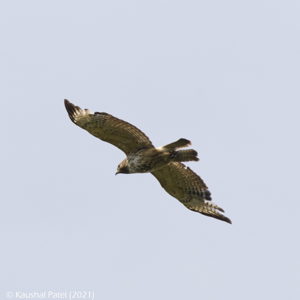 Red-shouldered Hawk - ML341244771